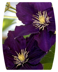 DAREC-024 Purple Cylmaties